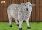 Dolly Sheep Polyresin Animal Figurines